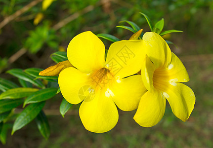 阿拉曼达 金丝朵花灌木植物群植物金喇叭叶子收成植物学毛茛黄色泻药图片