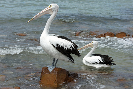 澳大利亚Pelican岛 袋鼠岛白色黑色野生动物假期旅行图片