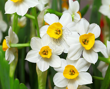 自恋花朵花瓣园艺公园花束叶子植物群水仙花灯泡生长植物图片