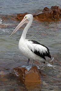 澳大利亚Pelican岛 袋鼠岛假期黑色白色野生动物旅行图片