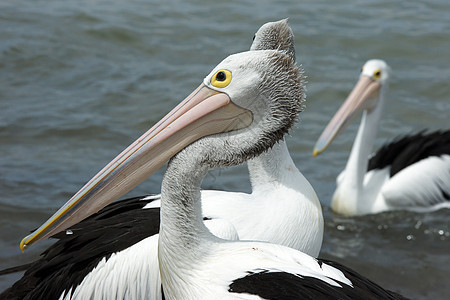 澳大利亚Pelican岛 袋鼠岛旅行假期野生动物黑色白色图片