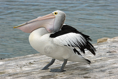 澳大利亚Pelican岛 袋鼠岛假期黑色白色旅行野生动物图片