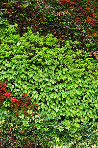 植物墙壁栅栏树篱墙纸植物群杂草地毯生态场地地面花园图片