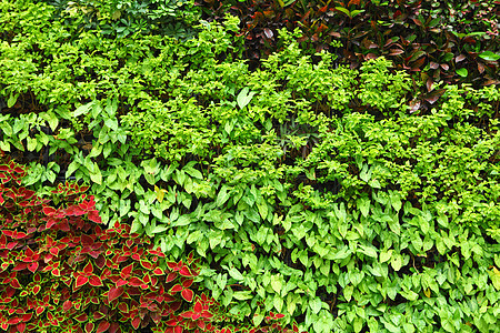 植物墙壁宏观栅栏树篱地毯植物群花园墙纸生态场地草本植物图片