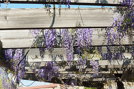 西部地区紫丁香宏观天空紫色植物花瓣文化白色阳光活力图片