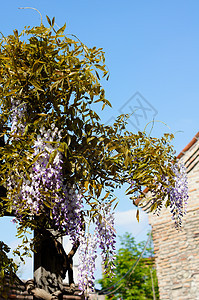 西部地区花朵白色阳光活力宏观蓝色花园紫色植物园艺图片