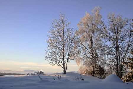 冬季风景天空荒野美丽阳光森林水晶蓝色季节小路阴影图片