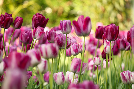 色彩多彩的郁金花绿色花瓣活力植物群季节玫瑰植物花园粉色植物学图片
