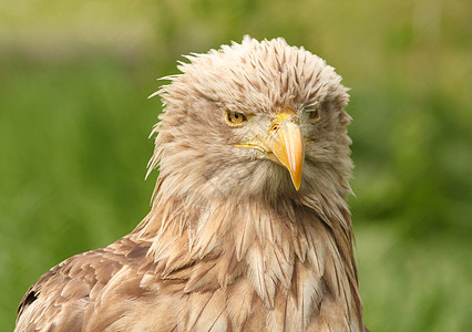 欧洲白尾尾鹰图片