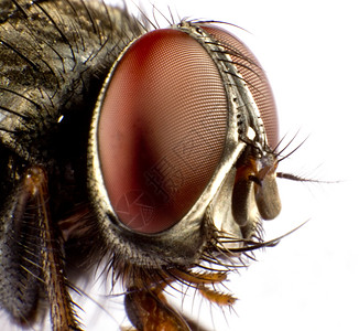室内飞行昆虫头发动物野生动物天线丑陋寄生双翅目家蝇马蝇图片
