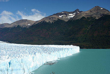 阿根廷佩里托莫雷诺冰川冰山风景旅行森林爬坡顶峰地质学木头荒野旅游图片