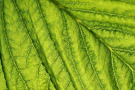 绿叶静脉异国桦木绿色网格植物群花园阴影阳光宏观生活图片