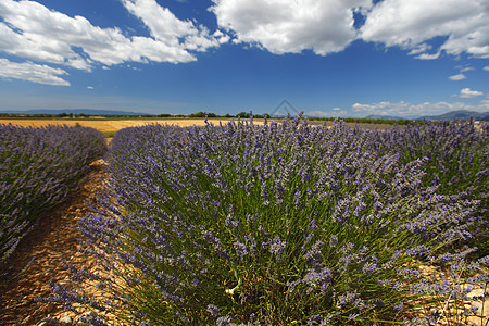 淡紫地植物农场收成农田香味疗法线条紫色蓝色天空图片