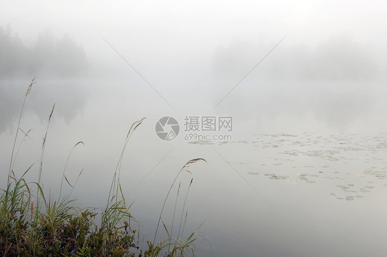 早晨池塘绿色灰色支撑植物反射日出薄雾图片