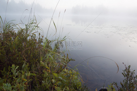 早晨植物池塘绿色日出反射支撑灰色薄雾图片