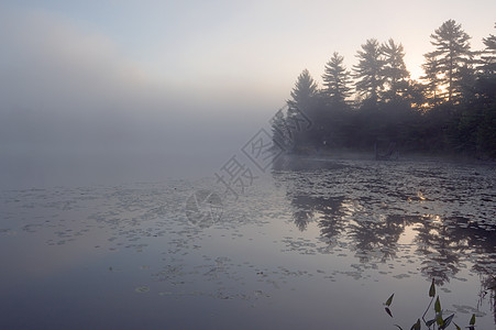 森林湖天空池塘反射镜子日出薄雾云杉图片