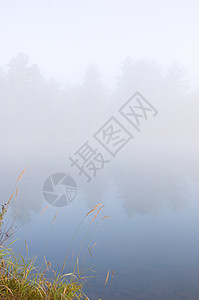 早晨植物反射池塘灰色绿色日出支撑薄雾图片