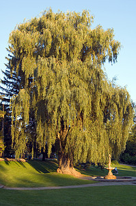 柳公园雕塑绿色树叶黄色天空蓝色阳光照射红色图片