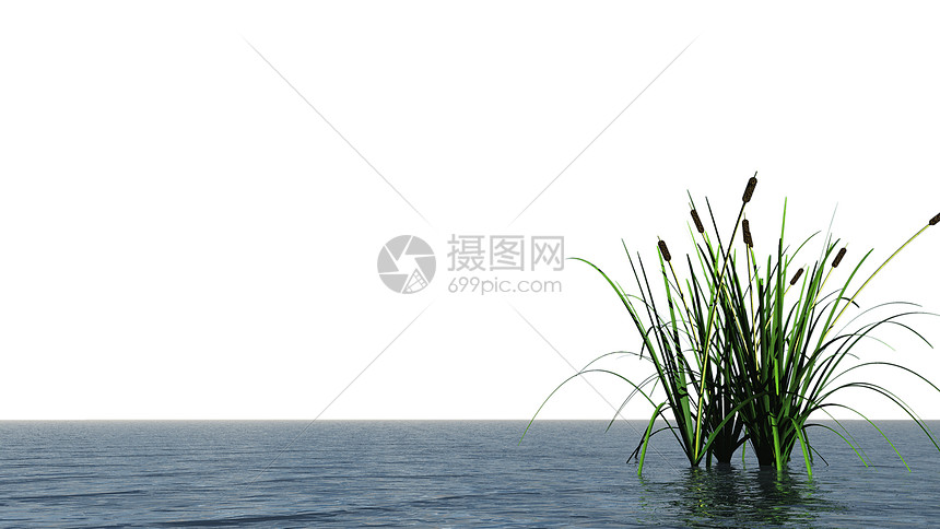 水和杂草池塘薄雾植被海岸湿地海洋地平线活力插图图片