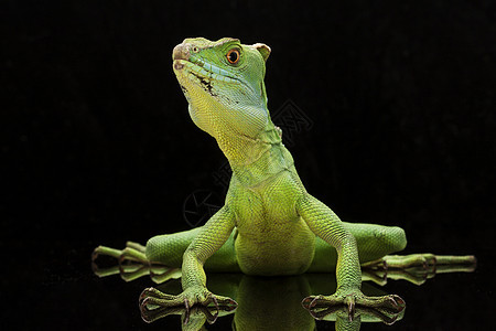 绿捕食者蛇怪危险宠物动物学眼睛背景黑色尾巴蜥蜴图片
