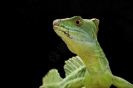 绿动物学黑色尾巴濒危生物学蛇怪危险眼睛野生动物蜥蜴图片
