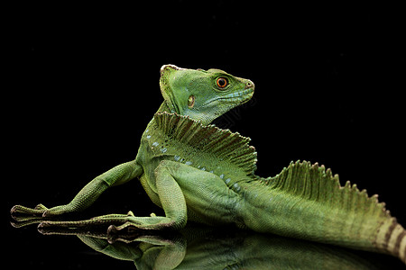 绿蛇怪绿色黑色生物学背景濒危眼睛蜥蜴野生动物危险图片