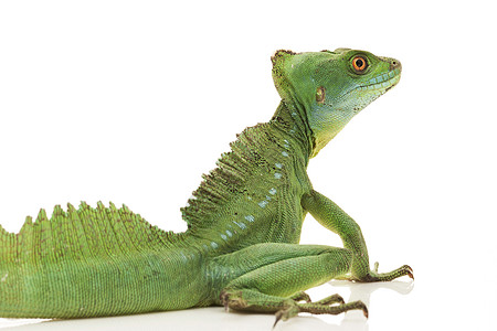 绿眼睛尾巴蜥蜴黑色危险动物学宠物绿色生物学捕食者图片