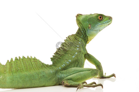 绿眼睛尾巴蜥蜴黑色危险动物学宠物绿色生物学捕食者图片
