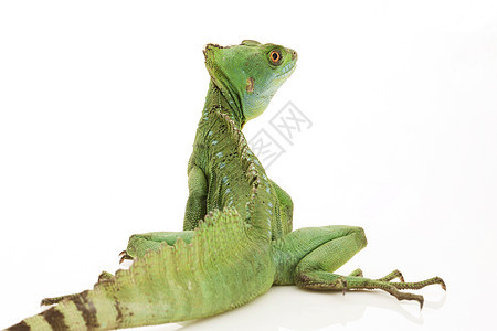 绿生物学蜥蜴濒危绿色尾巴危险眼睛动物学物种黑色图片