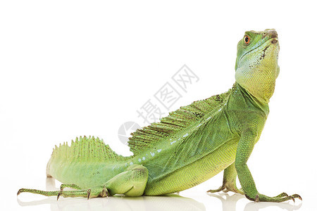 绿宠物野生动物蜥蜴眼睛绿色尾巴捕食者动物学生物学蛇怪图片