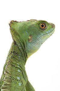 绿野生动物眼睛危险尾巴蛇怪绿色黑色捕食者生物学物种图片