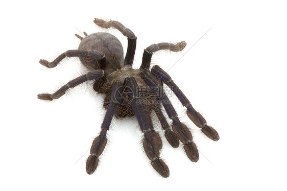 新加坡蓝色塔兰图拉宠物情调异国漏洞蜘蛛物种濒危野生动物动物学危险图片
