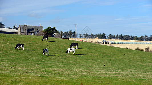 牛正站在绿草地上放牧图片