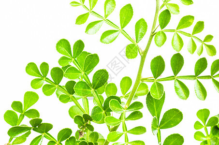 绿叶叶生活植物绿色静脉叶子场景生长图片
