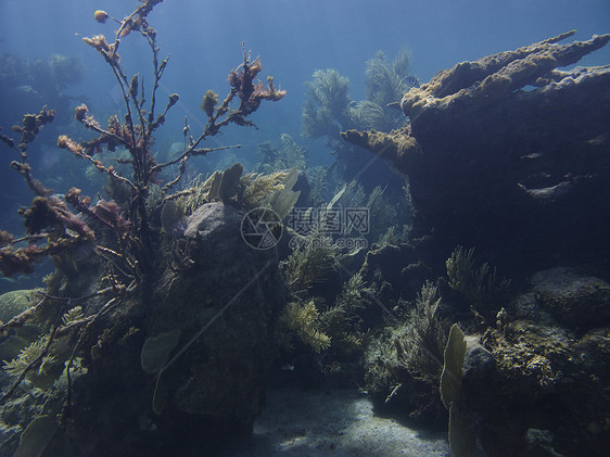 珊瑚礁假期旅游岩石蓝色潜水情调潜水员爬坡珊瑚运动图片