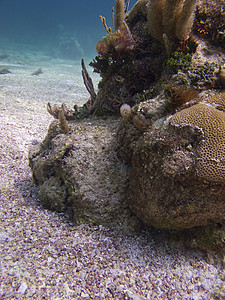 珊瑚礁运动旅游珊瑚海洋旅行潜水员情调假期裂缝生活图片