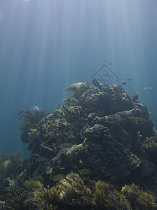 鱼天堂异国爬坡潜水海洋旅行珊瑚生活运动潜水员岩石图片