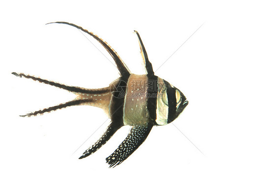 Bangaii 红鱼图片