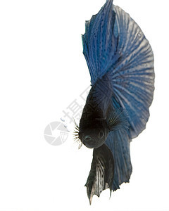 蓝siames鱼眼睛热带游泳异国动物学生物学呼吸宠物水族馆运动图片