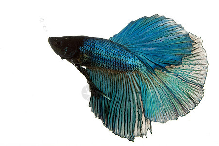 蓝siames鱼异国动物学运动蓝色宠物眼睛生物学水族馆气泡游泳图片