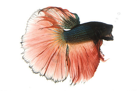 红鱼和蓝暹山打架鱼眼睛情调气泡红色热带宠物异国生物学水族馆呼吸图片