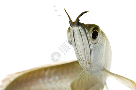 阿罗阿纳银动物学异国宠物生物学气泡眼睛游泳水族馆情调红色图片