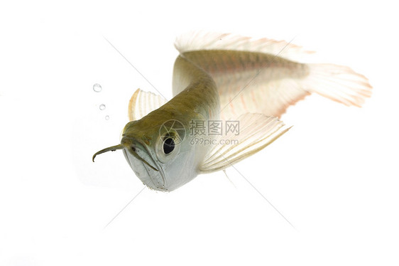 阿罗阿纳银热带宠物气泡运动红色眼睛呼吸游泳动物学水族馆图片