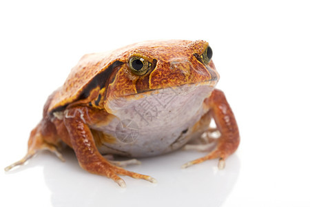 番茄青蛙濒危物种生物学眼睛动物学两栖动物宠物红色橙子野生动物图片