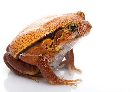 番茄青蛙橙子红色濒危眼睛两栖动物生物学野生动物物种动物学宠物图片