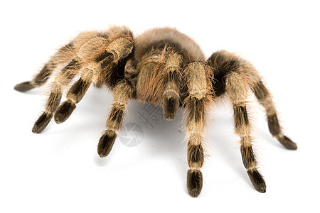 巴西黑人和白白Tarantula物种动物学攻击野生动物生物学濒危捕食者漏洞侵略蜘蛛图片