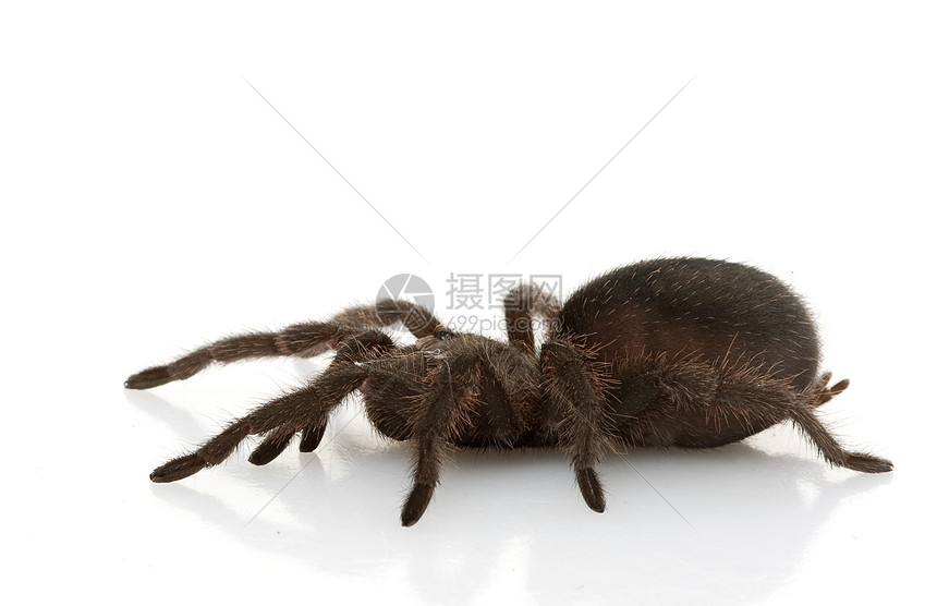 巴西黑人Tarantula侵略异国冷血动物学物种危险蜘蛛狼蛛情调毒液图片