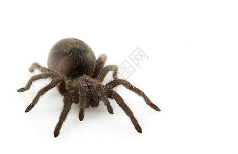 巴西黑人Tarantula野生动物蜘蛛毒液眼睛危险物种异国冷血宠物漏洞图片