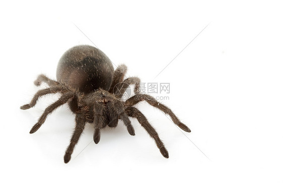 巴西黑人Tarantula野生动物蜘蛛毒液眼睛危险物种异国冷血宠物漏洞图片