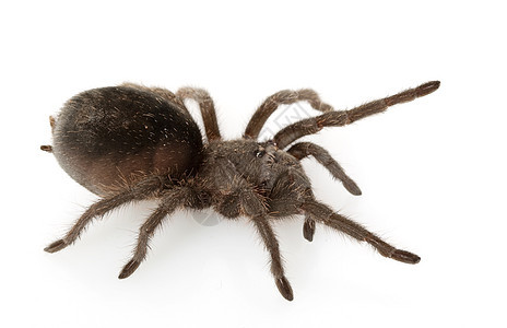 巴西黑人Tarantula毒液狼蛛物种漏洞动物学危险冷血濒危情调宠物图片